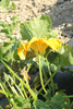 Cucurbita moschata Palav-Kadu; fleurs-M