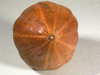Cucurbita moschata Pearl; ombilics