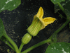 Cucurbita moschata Pearl; fleurs-F