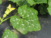 Cucurbita moschata Pearl; feuilles