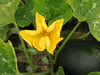 Cucurbita moschata Pearl; fleurs-M