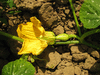 Cucurbita moschata Pearl; fleurs-F