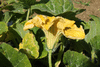 Cucurbita moschata Pearl; fleurs-M