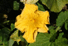 Cucurbita moschata Pearl; fleurs-M