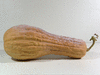 Cucurbita moschata Alligator (Jacaré); fruits