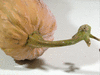Cucurbita moschata Alligator (Jacaré); pedoncules