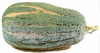 Cucurbita moschata Alligator (Jacaré); fruits
