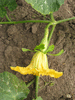 Cucurbita moschata Alligator (Jacaré); fleurs-F