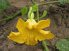 Cucurbita moschata Alligator (Jacar); fleurs-F