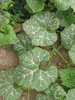 Cucurbita moschata Alligator (Jacaré); feuilles