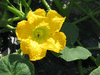 Cucurbita moschata Alligator (Jacar); fleurs-M