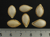 Cucurbita moschata Butterbush; graines