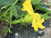 Cucurbita moschata Butterbush; fleurs-F