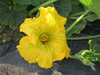 Cucurbita moschata Butterbush; fleurs-F