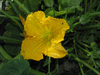 Cucurbita moschata Butterbush; fleurs-M