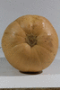 Cucurbita moschata Butterbush; ombilics