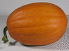 Cucurbita moschata Griechischer Gutheion; fruits