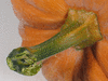 Cucurbita moschata Griechischer Gutheion; pedoncules