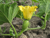 Cucurbita moschata Griechischer Gutheion; fleurs-F