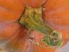 Cucurbita moschata Oskar; pedoncules