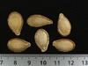 Cucurbita moschata Oskar; graines