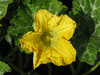 Cucurbita moschata Oskar; fleurs-M