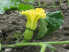 Cucurbita moschata Oskar; fleurs-F