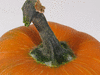 Cucurbita moschata Vicky; pedoncules