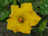 Cucurbita moschata Vicky; fleurs-F