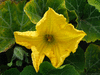 Cucurbita moschata Vicky; fleurs-M