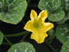 Cucurbita moschata Angelique; fleurs-M