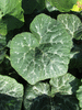 Cucurbita moschata Giraumon blanc; feuilles