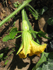 Cucurbita moschata Giraumon blanc; fleurs-F