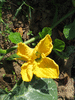 Cucurbita moschata Giraumon blanc; fleurs-F