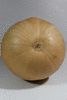 Cucurbita moschata Giraumon blanc; ombilics