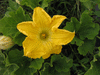 Cucurbita moschata Heipijiangbinggua; fleurs-M