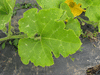 Cucurbita moschata Heipijiangbinggua; feuilles