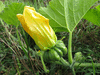 Cucurbita moschata Heipijiangbinggua; fleurs-F