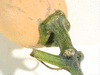 Cucurbita moschata Longue de Sicile; pedoncules