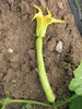 Cucurbita moschata Longue de Sicile; fleurs-F