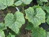 Cucurbita moschata Longue de Sicile; feuilles