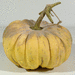 Cucurbita moschata Musquée de la Venise verte; fruits