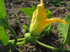 Cucurbita moschata Musque de la Venise verte; fleurs-F