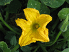 Cucurbita moschata Musquée de la Venise verte; fleurs-M