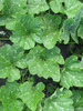 Cucurbita moschata Musquée de la Venise verte; feuilles