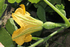 Cucurbita moschata Yellow pumpkin de Dubaï; fleurs-F
