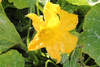 Cucurbita moschata Yellow pumpkin de Dubaï; fleurs-M