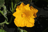 Cucurbita moschata Yellow pumpkin de Dubaï; fleurs-F