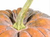 Cucurbita moschata Hikata; pedoncules