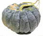 Cucurbita moschata Hikata; fruits